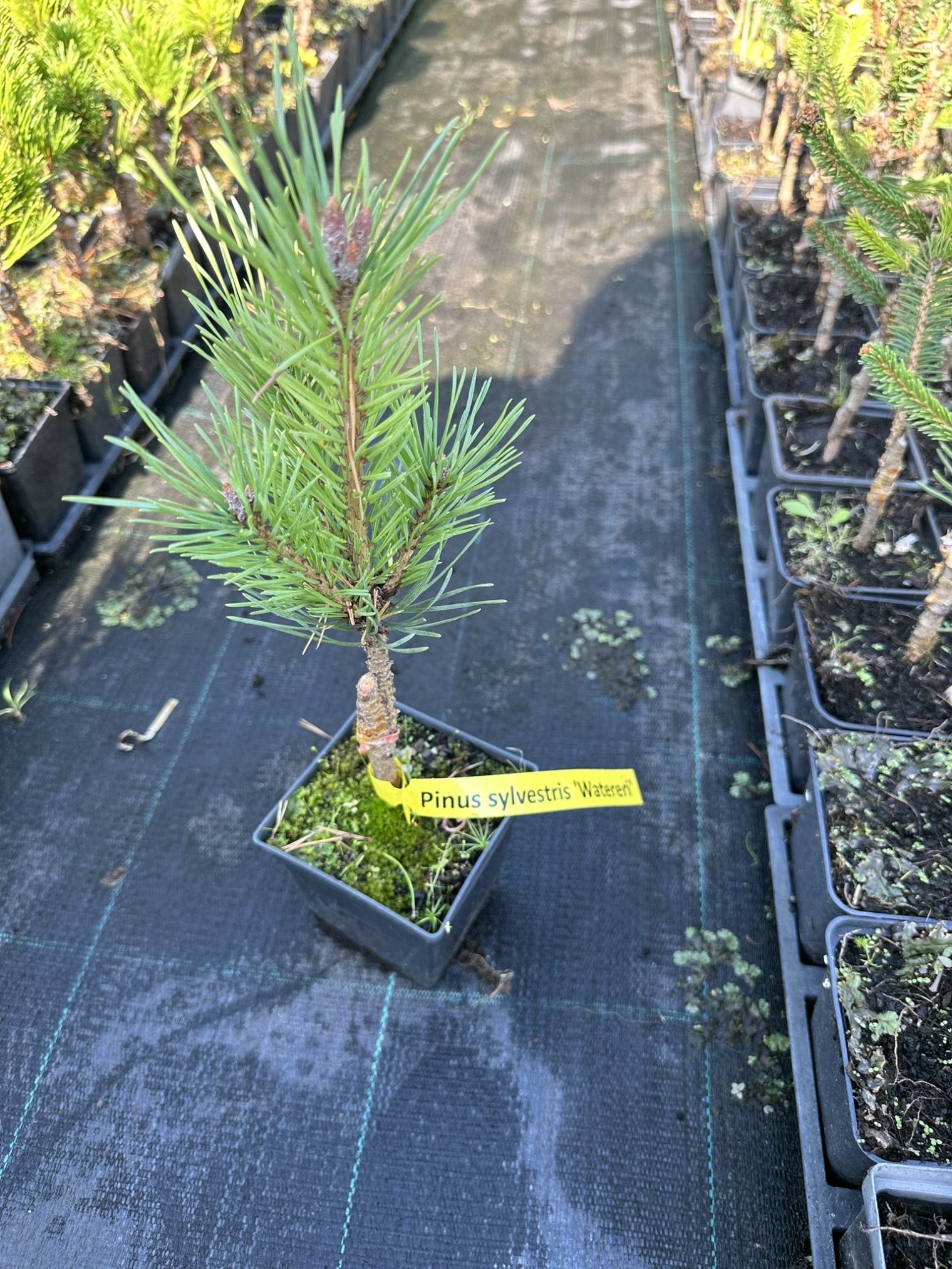 Сосна обыкновенная Вотерери